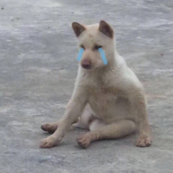 超火的狗狗表情包合集来啦