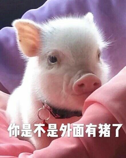 情侣吵架必备！“你是不是外面有别的猪了”表情包合集来了