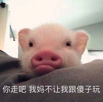 超萌猪猪表情包来啦！