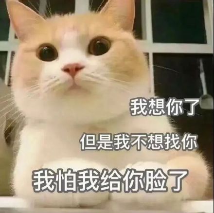 猫咪表情包合集来啦，斗图党快收好