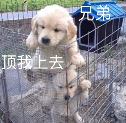 聊天斗图必备！这套可爱萌宠表情包太好用了