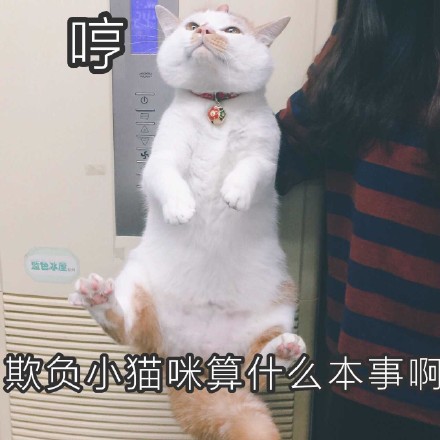 猫咪时装秀现场太可爱了