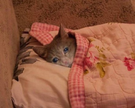 降温天必备！裹紧小被子表情包合集