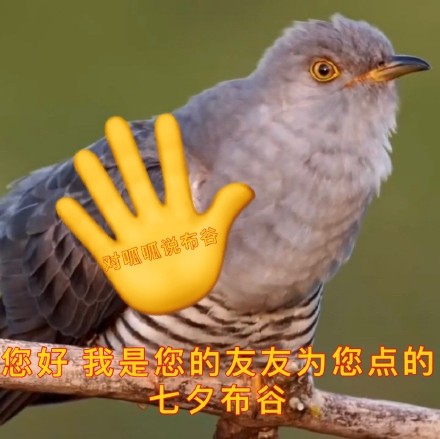 七夕整活表情包来了！牡丹、布谷鸟、孤寡青蛙三连安排