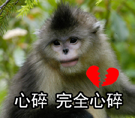 自带烈焰红唇的滇金丝猴表情包来啦