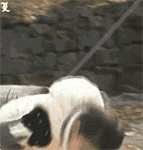 国民小可爱宋民国动图表情包合集