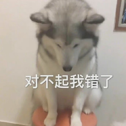 聊天斗图必备！猫猫狗狗表情包合集