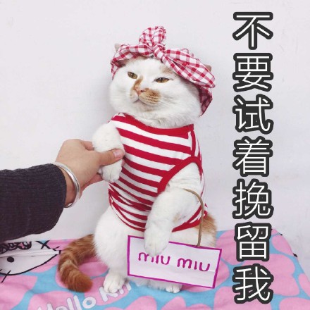 猫咪时装秀现场太可爱了