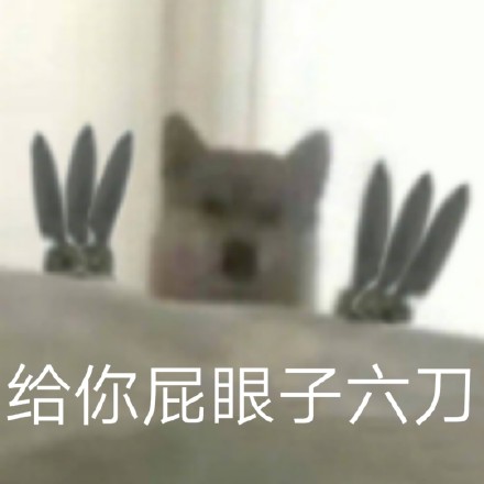 狗狗表情包合集｜给你p眼子来一刀系列