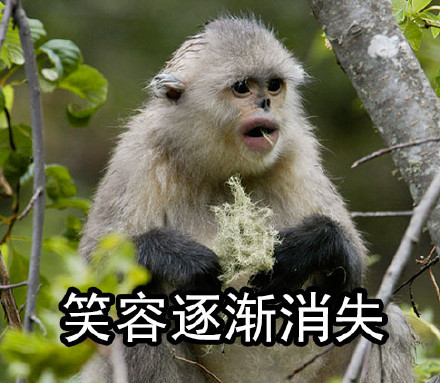 自带烈焰红唇的滇金丝猴表情包来啦