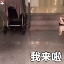 猫咪柴犬合集来啦！作者标注来自宇宙饼饼oba