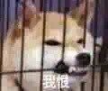 聊天斗图神器！猫狗高糊表情包合集来啦