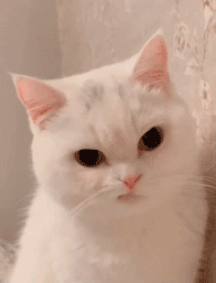 聊天斗图必备！撇嘴猫表情包合集