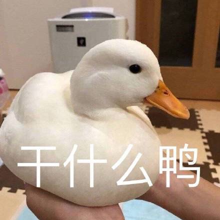 今日份精选聊天表情包来啦