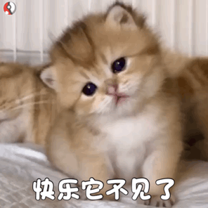撸猫党狂喜！这套猫咪动图表情包直接戳中萌点