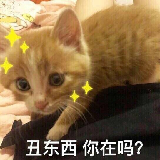 超全猫咪表情包合集来啦，斗图必备！
