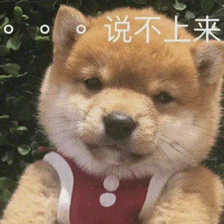 聊天斗图必备！猫猫狗狗表情包合集