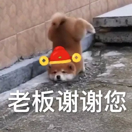 过年讨红包就用它！狗狗拜年表情包合集