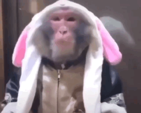 猴猴主题动图表情包合集来了