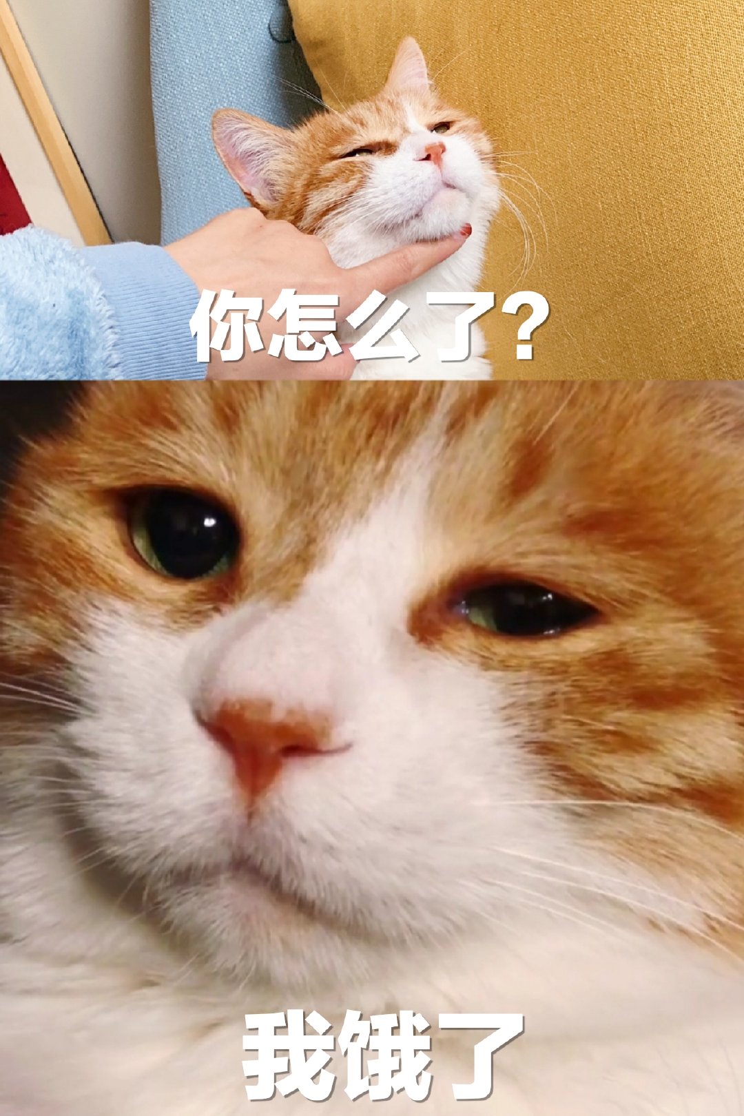 喵星人版“你怎么了”表情包合集来了