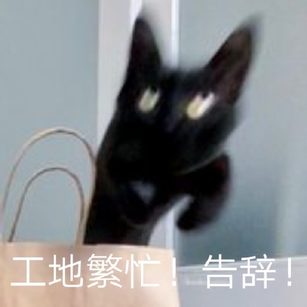 刷爆聊天框的液体猫咪表情包来啦