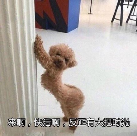 超火的狗狗表情包合集来啦