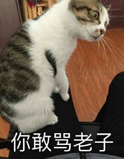 撸猫党集合！这套猫咪表情包太适合斗图了