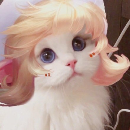 猫咪联名王者荣耀头像合集来啦