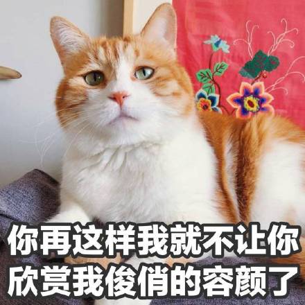 猫咪表情包第十弹来啦！