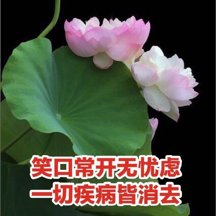 中老年佛系荷花表情包头像火了 主打松弛感治愈风