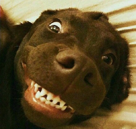 动物界歪头杀合集来啦，个个萌到心化