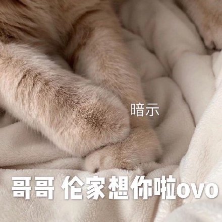 今天的猫猫斗图表情包来啦