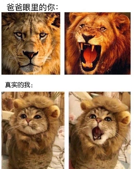 分享一组超真实的爸爸日常表情包