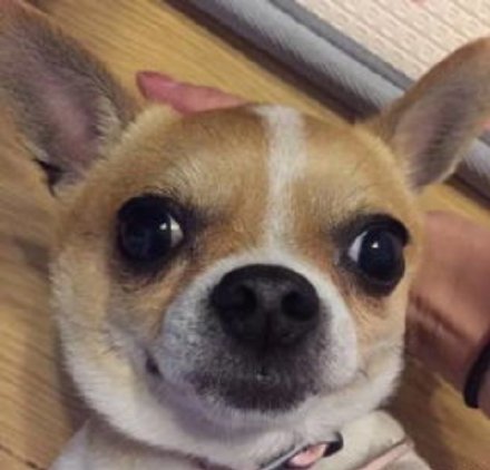 吉娃娃专属表情包合集来啦