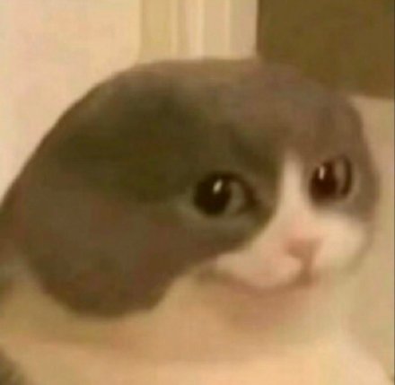 超火神经猫猫表情包合集