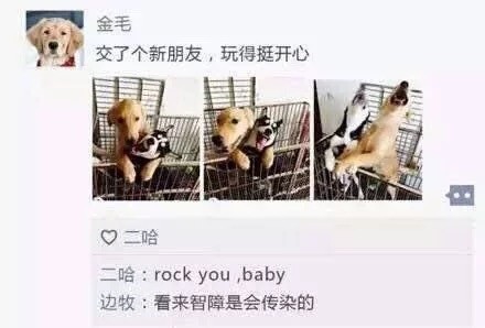 汪星人版朋友圈日常表情包合集