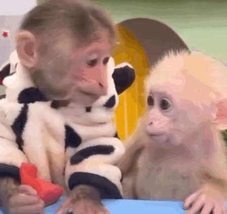 猴猴主题动图表情包合集来了