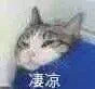 聊天斗图神器！猫狗高糊表情包合集来啦