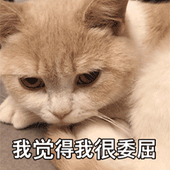 超治愈！可爱猫咪GIF动图表情包合集