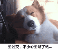 整理好的狗子动图表情包合集
