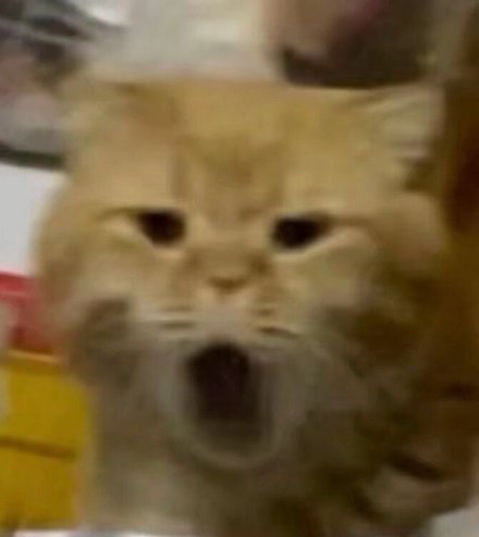 超火神经猫猫表情包合集