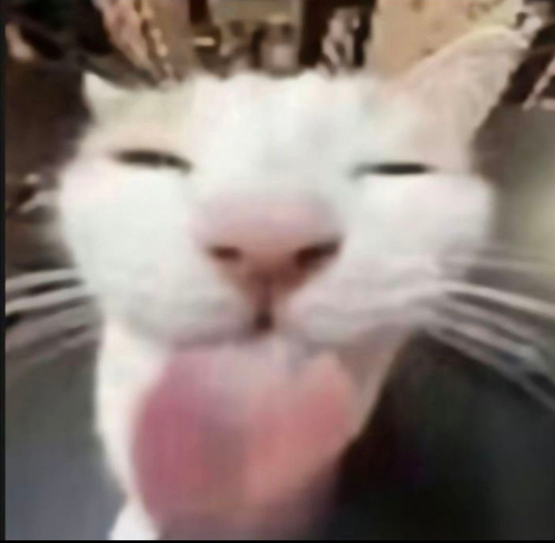 超火神经猫猫表情包合集