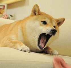 斗图常备！神烦柴犬表情包合集来了