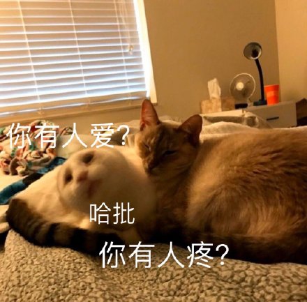 铲屎官看过来！这套喵星人沙雕表情包直接戳中笑点