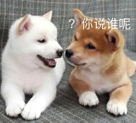 情侣聊天能用的实用表情包合集