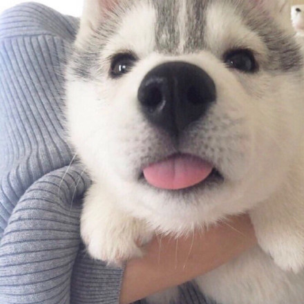 超萌“略略略”吐舌表情包合集来啦