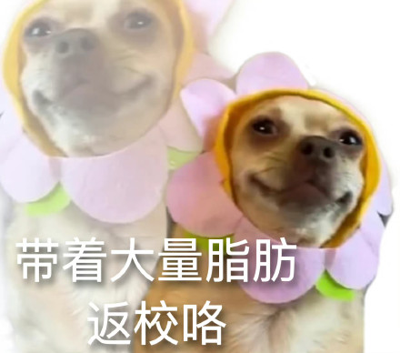开学季专属表情包合集
