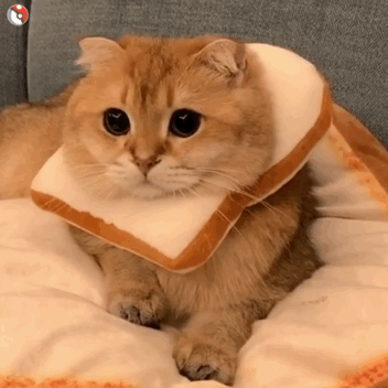 撸猫党狂喜！这套猫咪动图表情包直接戳中萌点