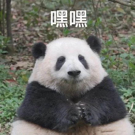 大熊猫聊天表情包合集