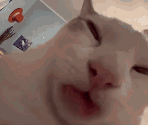 超火神经猫猫表情包合集